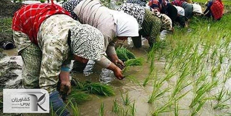 چرا بخش کشاورزی برای دولت سیزدهم مهم است