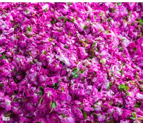  ارزش هر تن محصولات کشاورزی و غذایی صادراتی بالای ۲ هزار دلار است