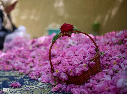 گل محمدی