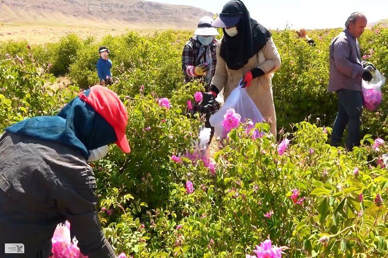 گل محمدی