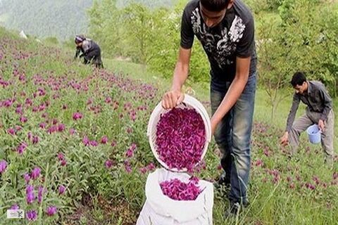 گیاهان دارویی