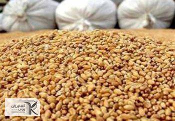 تکذیب فساد محموله های نهاده دامی در گمرکات شمال به دلیل قرنطینه
