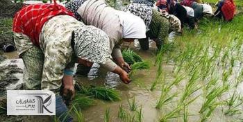 چرا بخش کشاورزی برای دولت سیزدهم مهم است