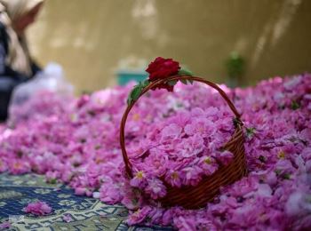 گل محمدی