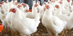 سرمایه گذاری کشورهای عربی روی تولید مرغ و تخم مرغ/ بازار صادراتی ایران محدود می شود؟