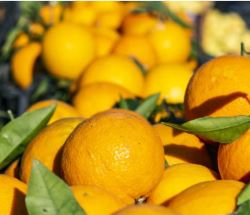 انهدام میوه‌های آلوده به مگس مدیترانه‌ای در عمق ۵۰ سانتیمتری خاک