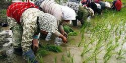 چرا بخش کشاورزی برای دولت سیزدهم مهم است