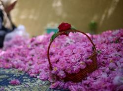 گل محمدی