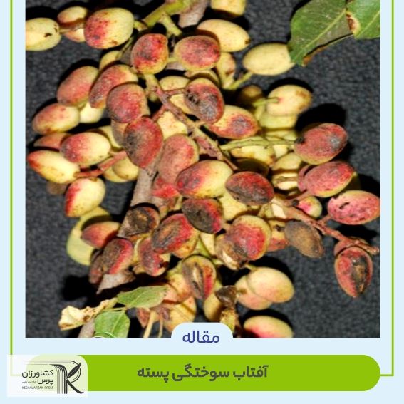 آفتاب سوختگی