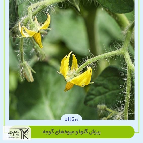 ریزش گلها و میوه های گوجه