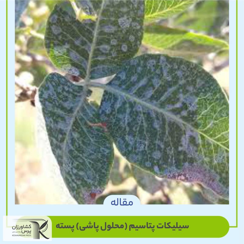  محلول پاشی سیلیکات پتاسیم در پسته