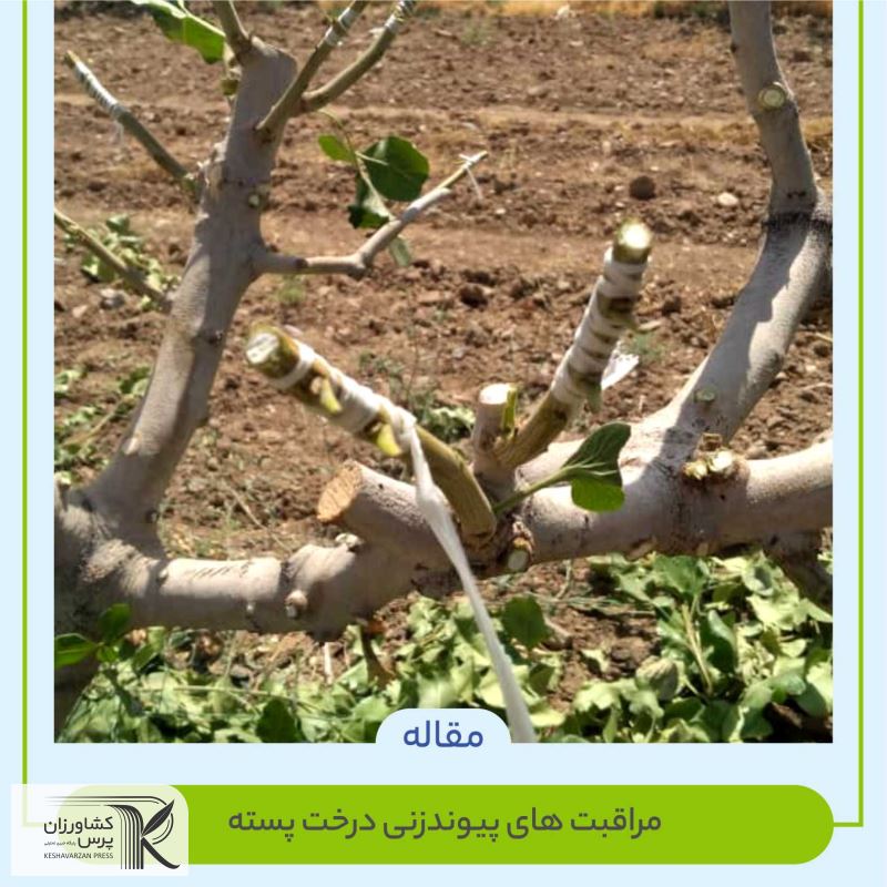 پیوند زنی پسته