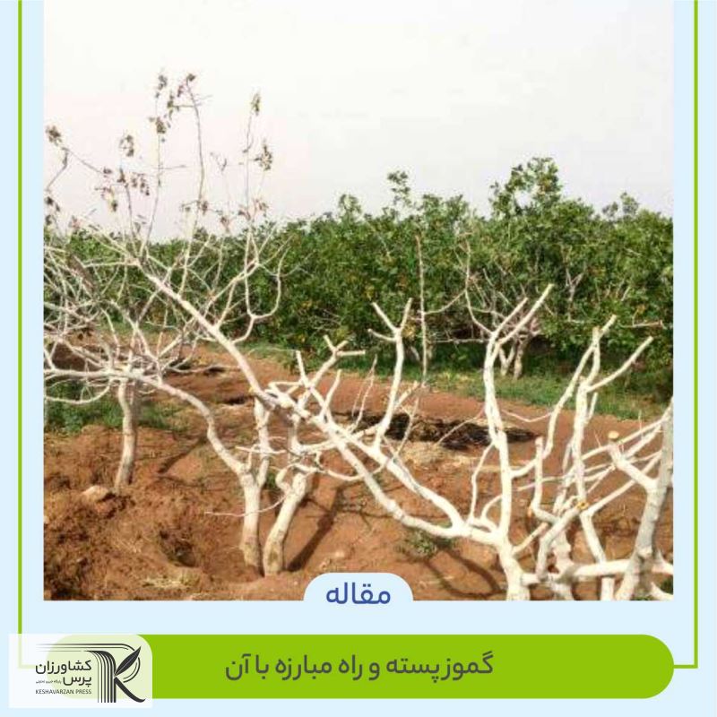 گموز پسته (شیره ی سیاه )