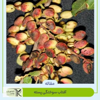 آفتاب سوختگی