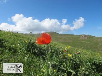 مراتع، نقطه مشترک وفاق و دوستی دامداران گیلان و اردبیل