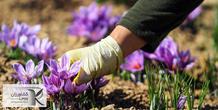 چالش زعفران باخرز یک الگوی ملی برای حل مسائل مناطق محروم