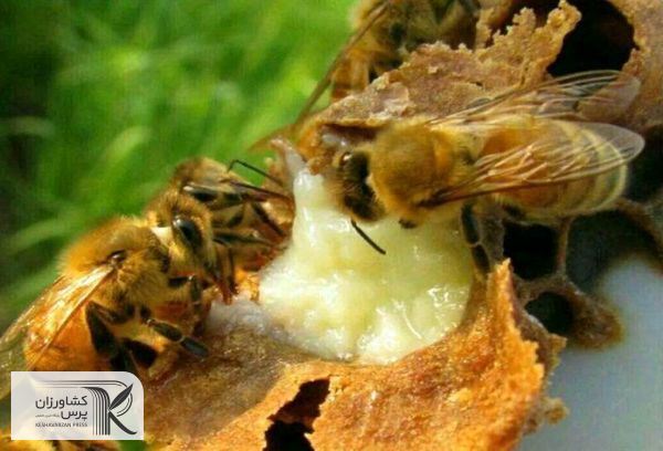 اخذ کد محصول و مجوز بهداشتی برای بسته‌بندی ژل رویال برای اولین بار در کشور