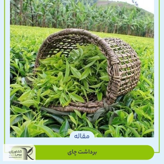 برداشت چای