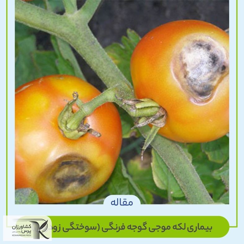 بیماری لکه موجی گوجه فرنگی (سوختگی زودرس) 