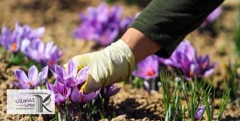 چالش زعفران باخرز یک الگوی ملی برای حل مسائل مناطق محروم
