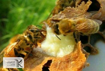 اخذ کد محصول و مجوز بهداشتی برای بسته‌بندی ژل رویال برای اولین بار در کشور