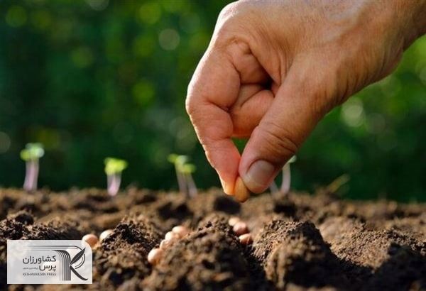  تولید 50 میلیون عدد بذور هیبرید سبزی و صیفی گلخانه‌ای در داخل کشور
