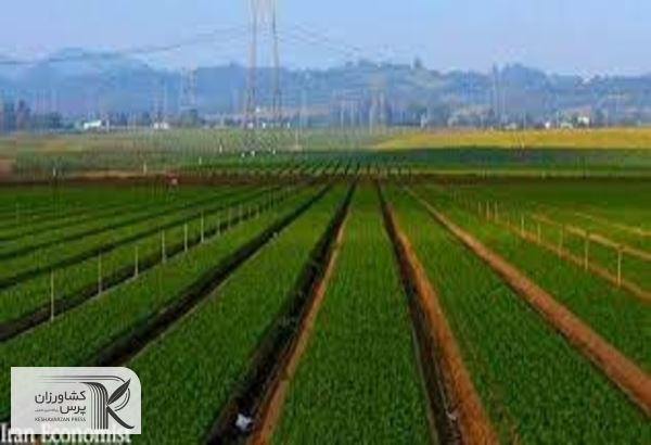 دمل چرکین اجرا نشدن الگوی کشت بیرون زد/هشدار وزارت نیرو به کمبود آب سدها برای کشت پاییزه