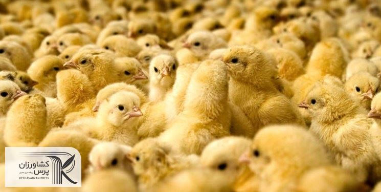 دلالی و ضعف نظارت عامل افزایش 2.5 برابری قیمت جوجه یک روزه شد