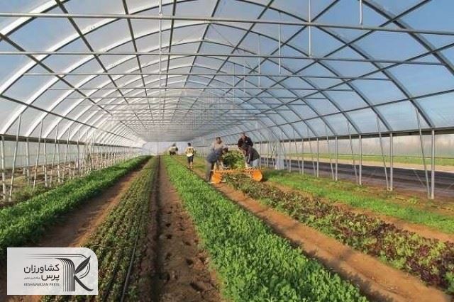 مساحت گلخانه‌های استان بوشهر ۵ برابر شد/ توسعه آبیاری نوین