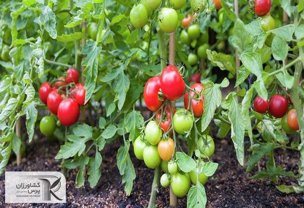 توسعه از روستا تا پایتخت؛ گلخانه ها را در شرایط کم آبی باید رونق داد
