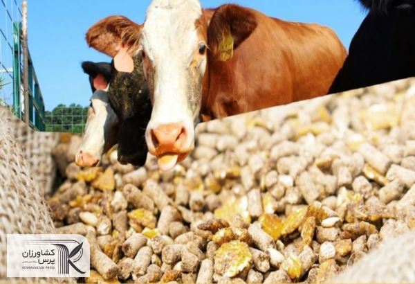 راهکار جدید چین برای تامین خوراک دام