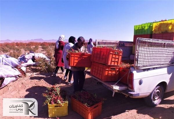 خرید حمایتی باعث بهبود شرایط بازار زرشک شد
