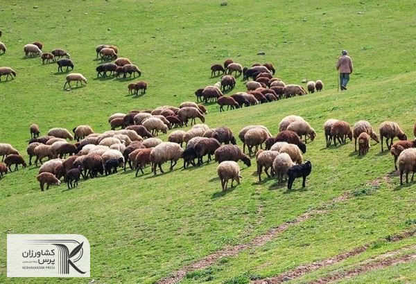  دامداران آستارا برای دریافت وام در سامانه سیتا نام‌نویسی کنند