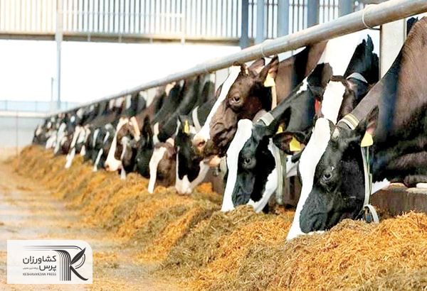 53 هزار تن ذرت دامی احتکار شده در اختیار پشتیبانی امور دام گذاشته شد