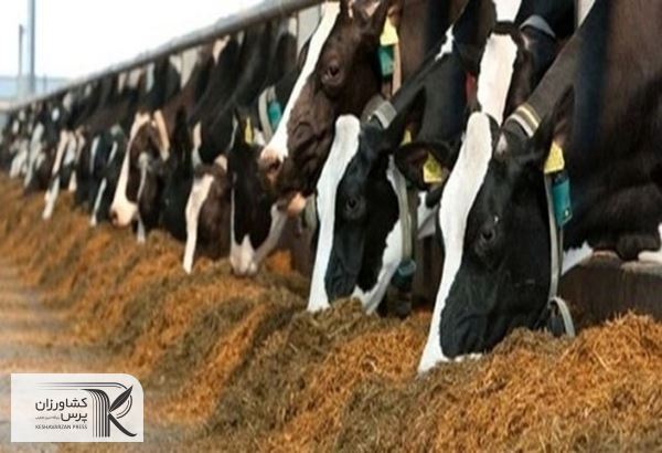 افزایش بیش از 5 دلاری قیمت خوراک دام در بازارهای جهانی