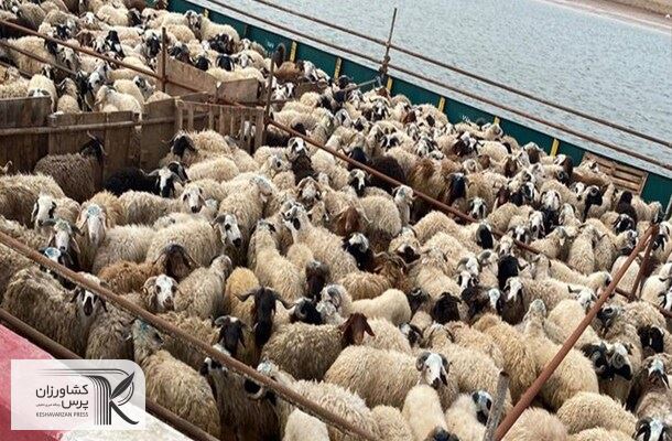 صدور مجوز صادرات ۴۰۰ هزار رأس دام زنده