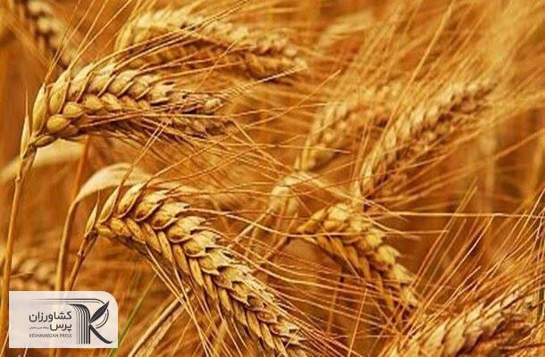 4 برنامه کلیدی دولت در بخش کشاورزی/کشاورزان به خودکفایی گندم چشمک زدند
