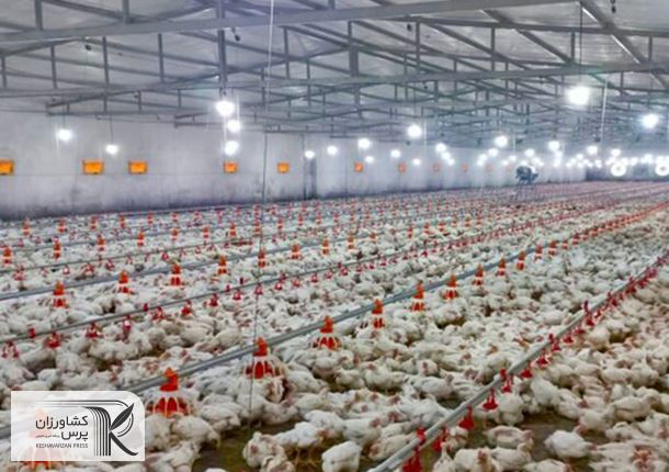 آنفلوآنزای پرندگان در کمین مرغداری‌ها