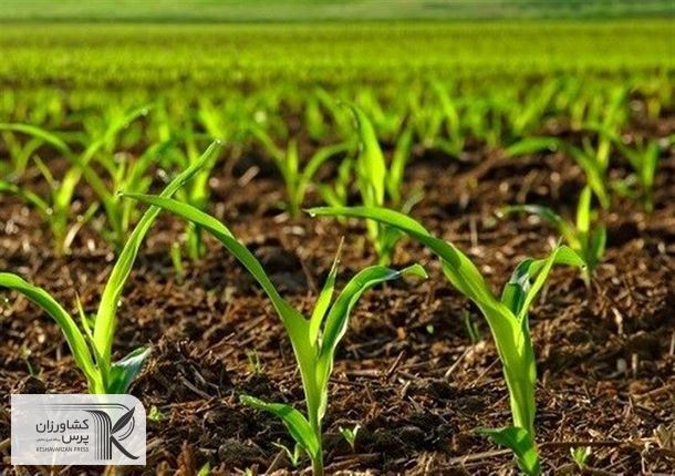 تشکیل کارگروه ملی الگوی کشت به ریاست معاون اول رئیس جمهور