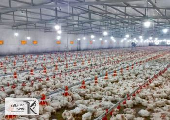 آنفلوآنزای پرندگان در کمین مرغداری‌ها
