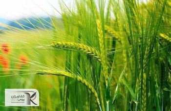 یارانه مشوقی دولت به گندمکاران برای اجرای الگوی کشت