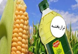 دست رد مکزیک به محصولات تراریخته وارداتی از آمریکا