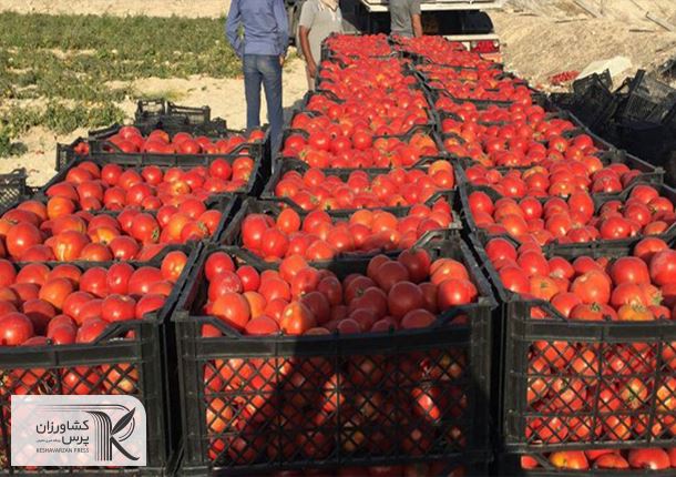 رای دیوان عدالت اداری درباره طرح بسیار مهم وزارت جهاد/ عوارض صادرات سبزی و صیفی لغو می شود؟