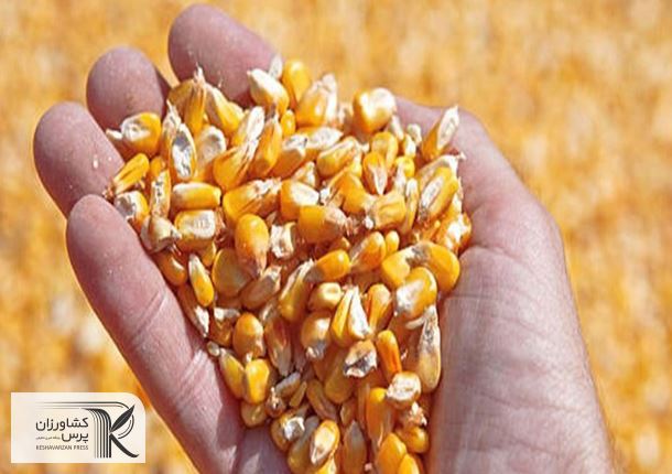 مطالبه حذف قیمت‌گذاری دستوری فروش نهاده‌های دامی
