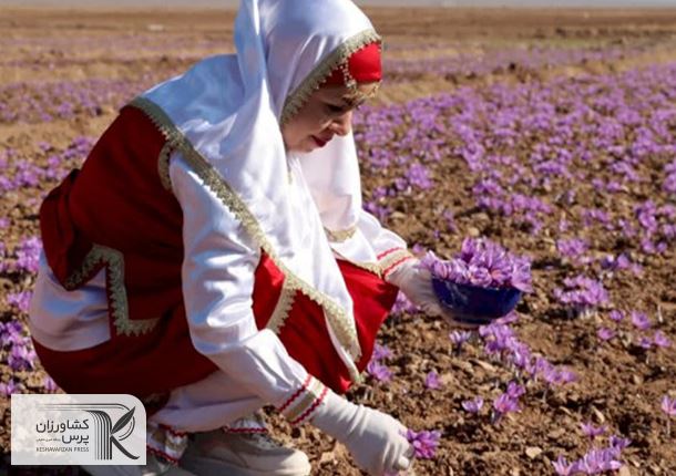 آغاز خرید حمایتی زعفران/قیمت های جدید اعلام شد