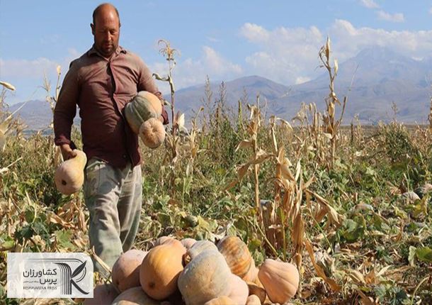 رهاشدن ده‌ها هکتار ‌اراضی صیفی‌جات در پایاب سد سبلان/ وقتی در نبود الگوی کشت برداشت محصول‌ به زیان کشاورز است‌