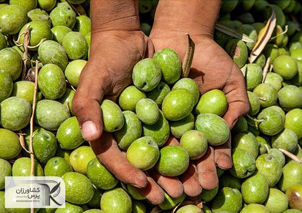 خرید حمایتی زیتون با قیمت ۲۵ هزار تومان آغاز شد