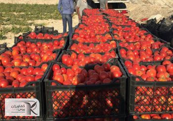 رای دیوان عدالت اداری درباره طرح بسیار مهم وزارت جهاد/ عوارض صادرات سبزی و صیفی لغو می شود؟