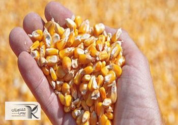 مطالبه حذف قیمت‌گذاری دستوری فروش نهاده‌های دامی