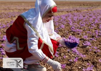 آغاز خرید حمایتی زعفران/قیمت های جدید اعلام شد